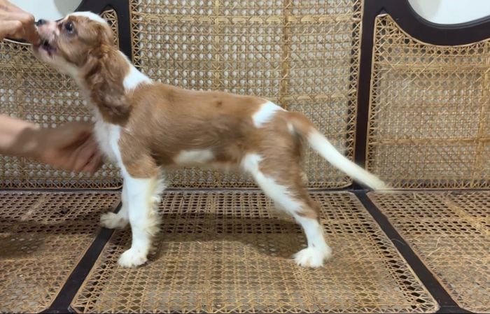 DogsIndia.com - Cavalier King Charles - Kevin Moraes