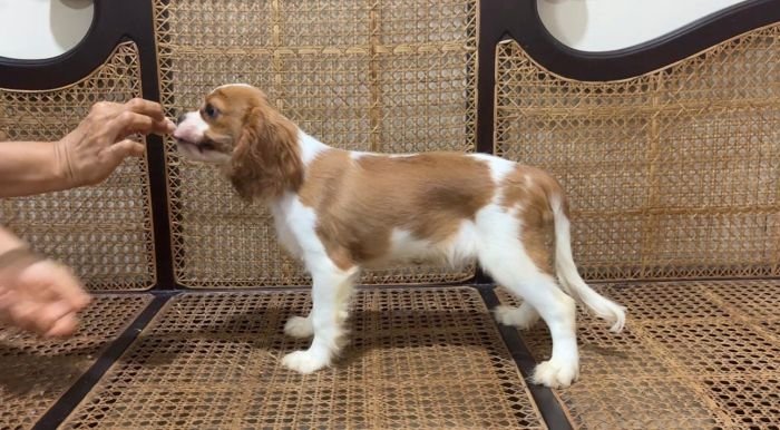 DogsIndia.com - Cavalier King Charles - Kevin Moraes