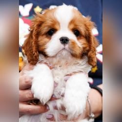 DogsIndia.com - Cavalier King Charles - Kevin Moraes