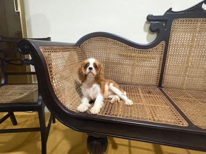 DogsIndia.com - Cavalier King Charles - Kevin Moraes