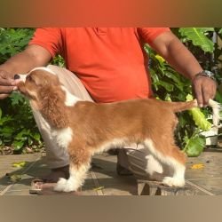 DogsIndia.com - Cavalier King Charles - Kevin Moraes
