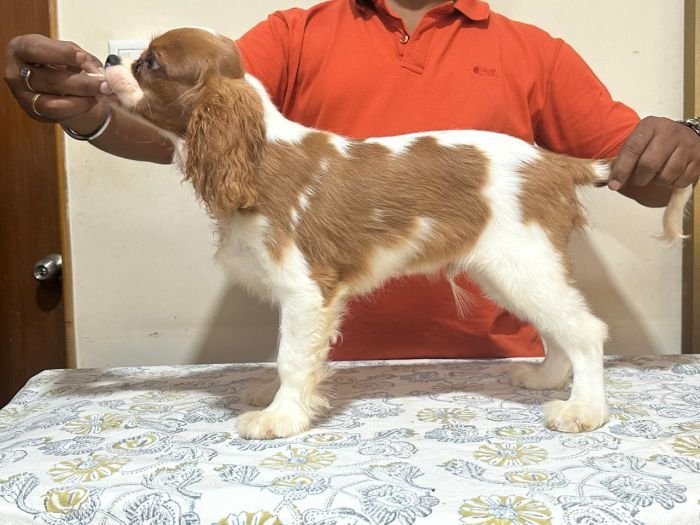 DogsIndia.com - Cavalier King Charles - Kevin Moraes