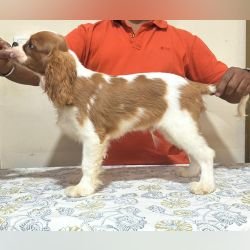 DogsIndia.com - Cavalier King Charles - Kevin Moraes