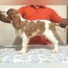 DogsIndia.com - Cavalier King Charles - Kevin Moraes