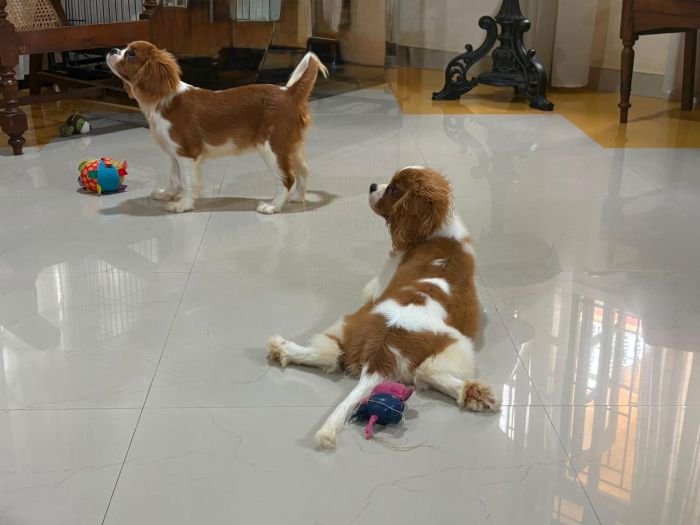 DogsIndia.com - Cavalier King Charles - Kevin Moraes