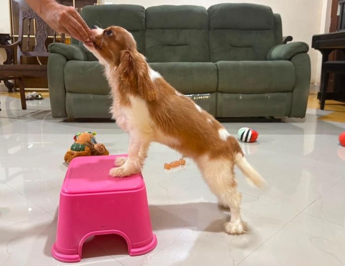 DogsIndia.com - Cavalier King Charles - Kevin Moraes