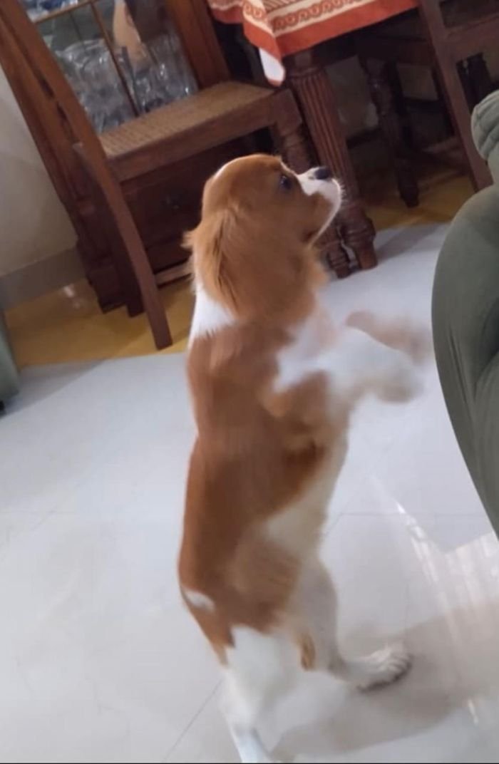 DogsIndia.com - Cavalier King Charles - Kevin Moraes