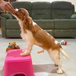 DogsIndia.com - Cavalier King Charles - Kevin Moraes
