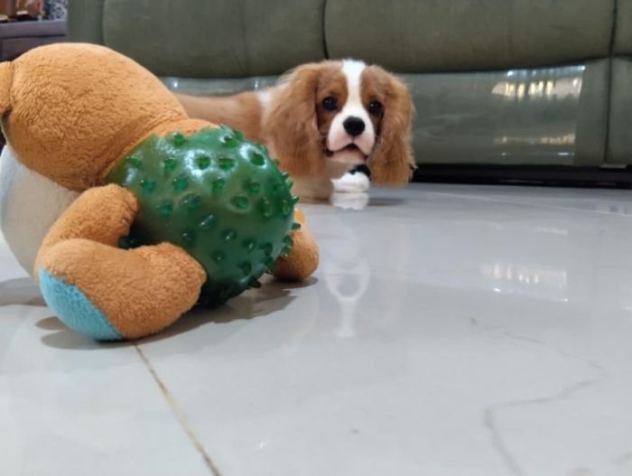 DogsIndia.com - Cavalier King Charles - Kevin Moraes