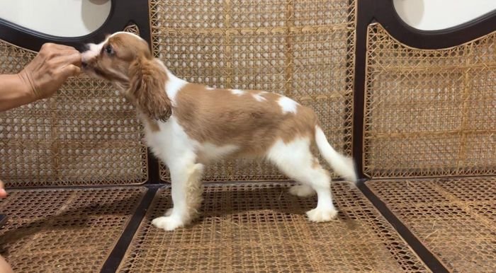 DogsIndia.com - Cavalier King Charles - Kevin Moraes