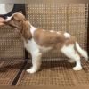 DogsIndia.com - Cavalier King Charles - Kevin Moraes