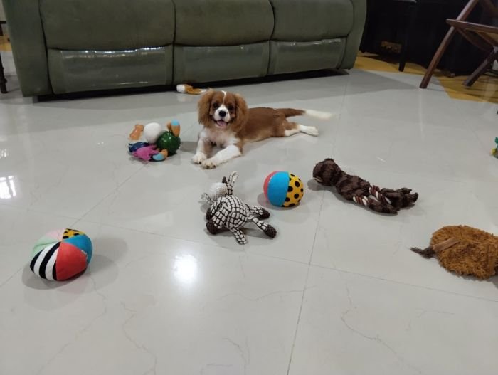 DogsIndia.com - Cavalier King Charles - Kevin Moraes