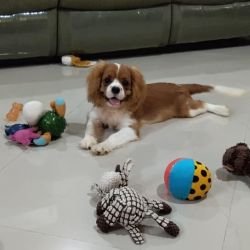 DogsIndia.com - Cavalier King Charles - Kevin Moraes