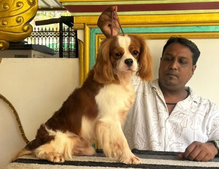 DogsIndia.com - Cavalier King Charles Spaniel, Sungeeth Anand