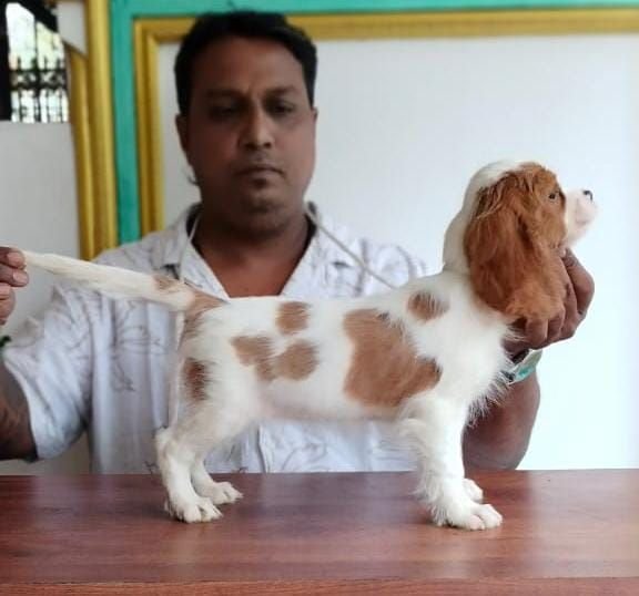 DogsIndia.com - Cavalier King Charles Spaniel, Sungeeth Anand