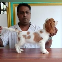 DogsIndia.com - Cavalier King Charles Spaniel, Sungeeth Anand