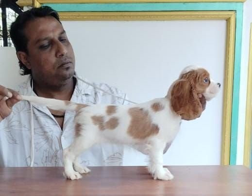 DogsIndia.com - Cavalier King Charles Spaniel, Sungeeth Anand