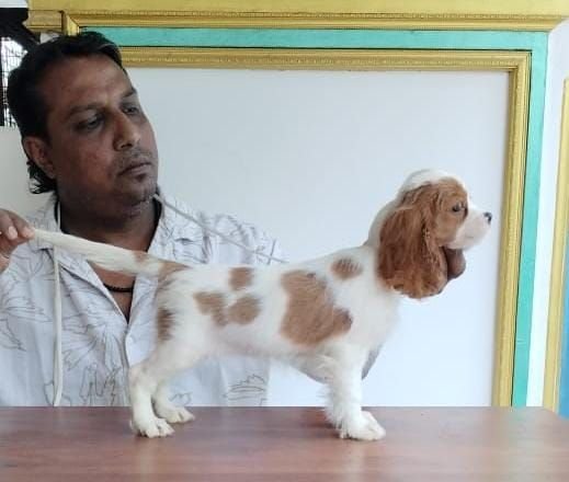 DogsIndia.com - Cavalier King Charles Spaniel, Sungeeth Anand