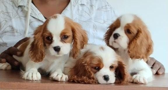 DogsIndia.com - Cavalier King Charles Spaniel, Sungeeth Anand