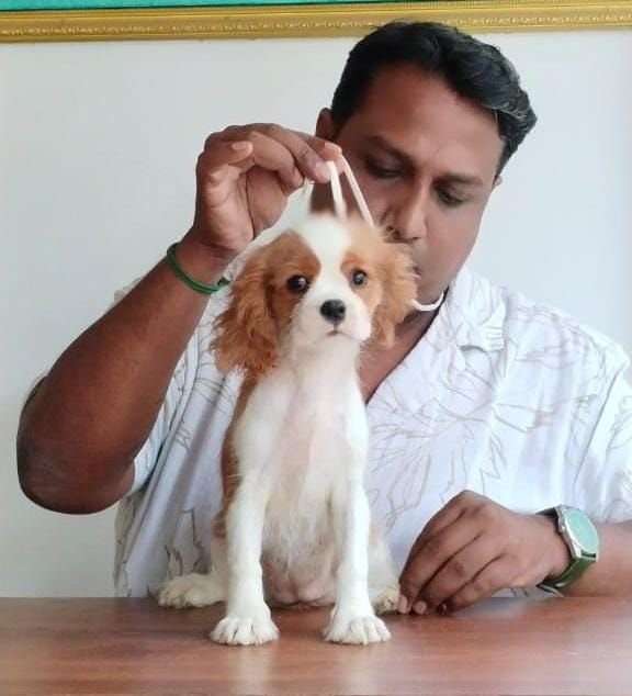 DogsIndia.com - Cavalier King Charles Spaniel, Sungeeth Anand