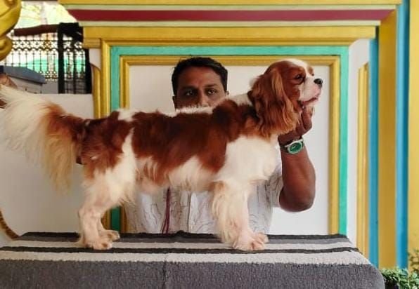 DogsIndia.com - Cavalier King Charles Spaniel, Sungeeth Anand