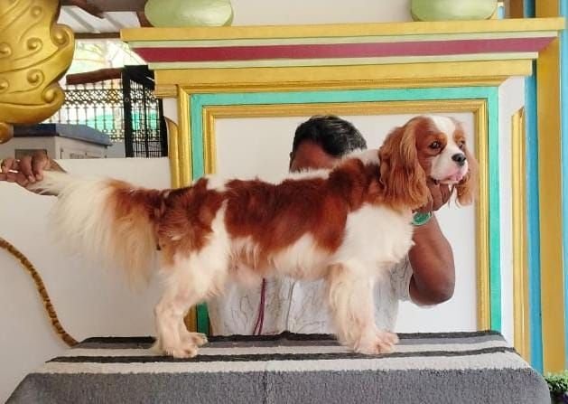 DogsIndia.com - Cavalier King Charles Spaniel, Sungeeth Anand