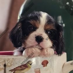 DogsIndia.com - Cavalier King Charles Spaniel - Sanrams