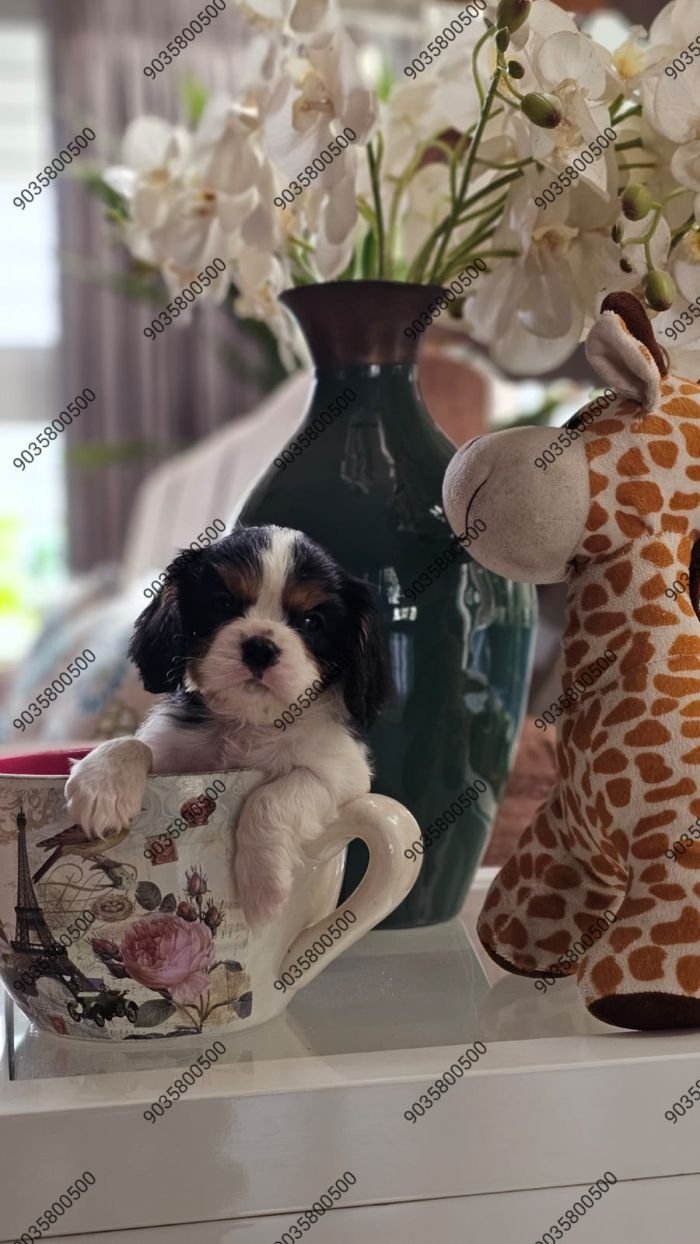 DogsIndia.com - Cavalier King Charles Spaniel - Sanrams