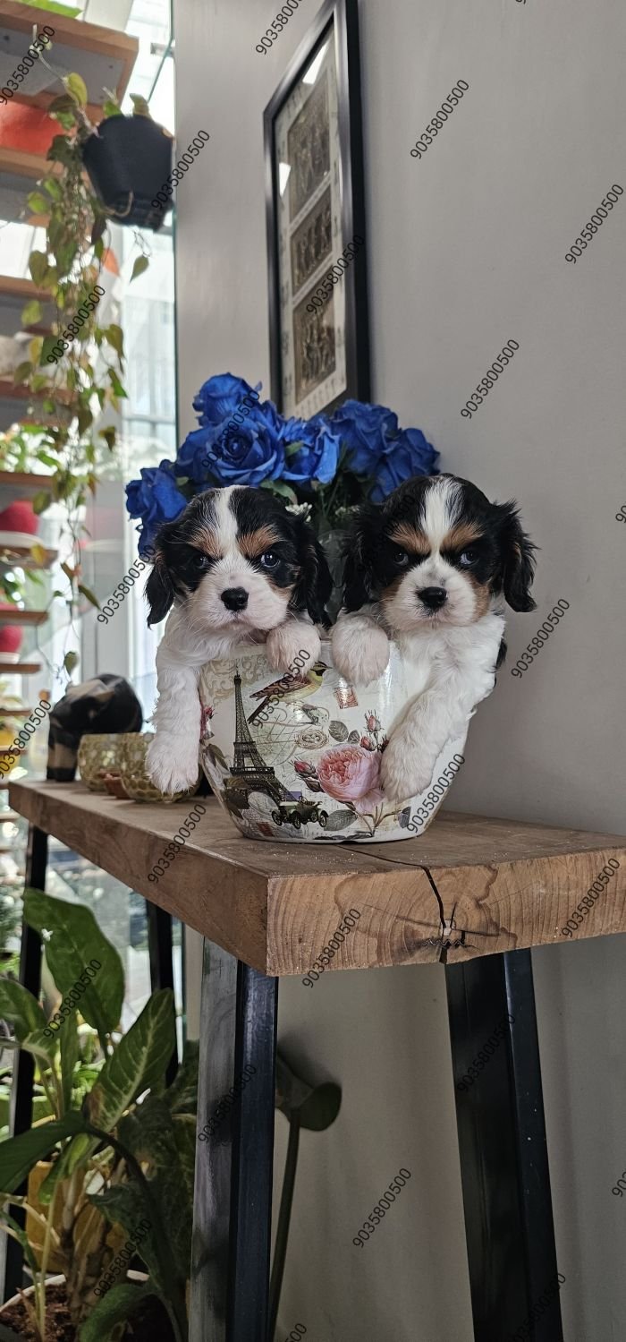 DogsIndia.com - Cavalier King Charles Spaniel - Sanrams