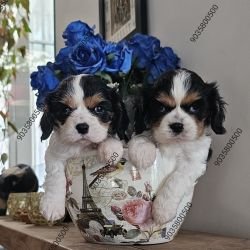 DogsIndia.com - Cavalier King Charles Spaniel - Sanrams