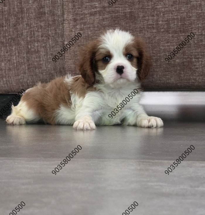 DogsIndia.com - Cavalier King Charles Spaniel - Sanrams