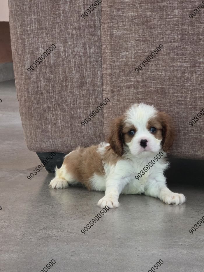 DogsIndia.com - Cavalier King Charles Spaniel - Sanrams