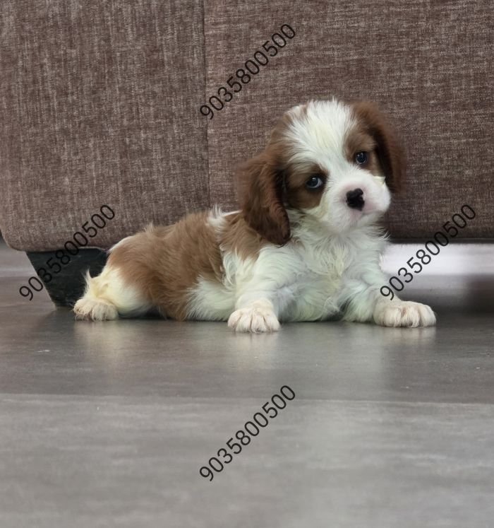 DogsIndia.com - Cavalier King Charles Spaniel - Sanrams