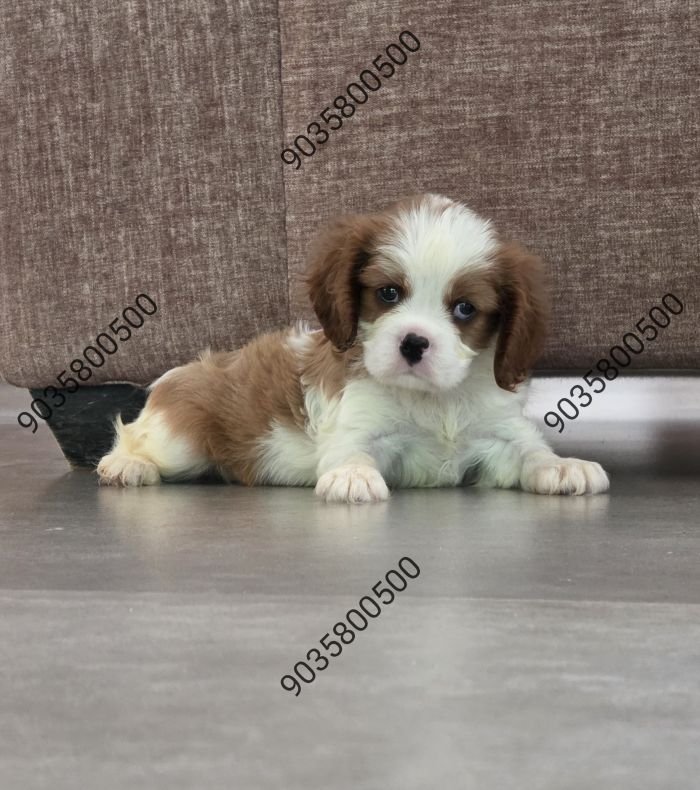 DogsIndia.com - Cavalier King Charles Spaniel - Sanrams