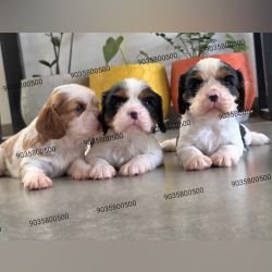 DogsIndia.com - Cavalier King Charles Spaniel - Sanrams