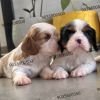 DogsIndia.com - Cavalier King Charles Spaniel - Sanrams