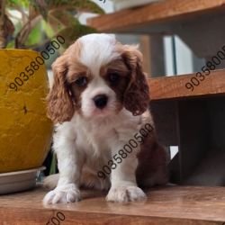 DogsIndia.com - Cavalier King Charles Spaniel - Sanrams