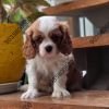 DogsIndia.com - Cavalier King Charles Spaniel - Sanrams