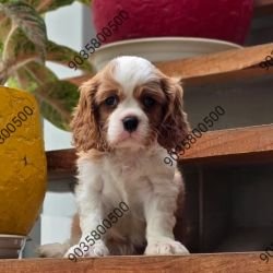 DogsIndia.com - Cavalier King Charles Spaniel - Sanrams