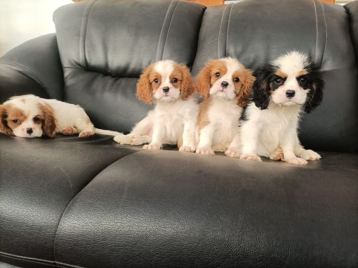 DogsIndia.com - Cavalier King Charles Spaniel, Sungeeth Anand