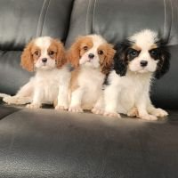 DogsIndia.com - Cavalier King Charles Spaniel, Sungeeth Anand