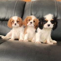 DogsIndia.com - Cavalier King Charles Spaniel, Sungeeth Anand