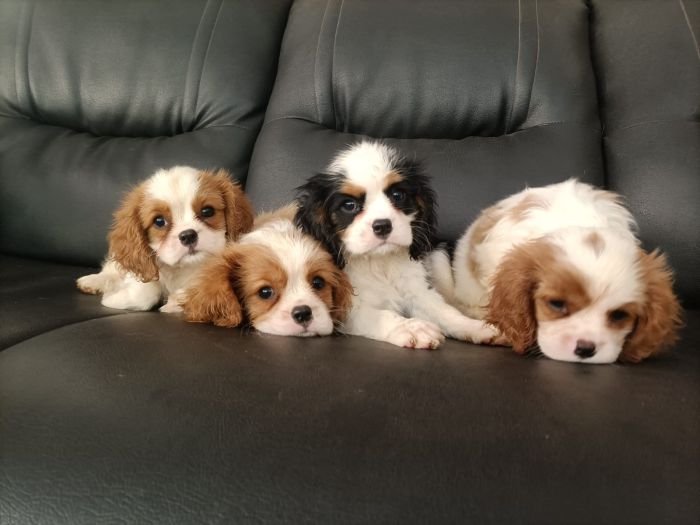 DogsIndia.com - Cavalier King Charles Spaniel, Sungeeth Anand