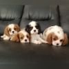 DogsIndia.com - Cavalier King Charles Spaniel, Sungeeth Anand