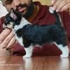 DogsIndia.com - Chihuahua - Kaustubh