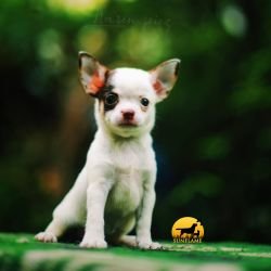 DogsIndia.com - Chihuahua - Rajan