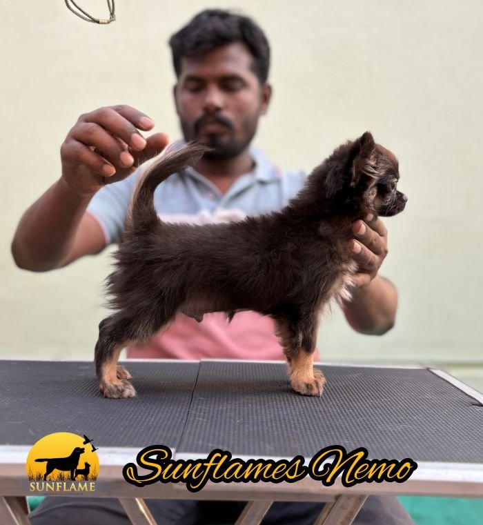 DogsIndia.com  Chihuahua  Sunflames  Rajan