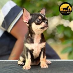 DogsIndia.com - Chihuahua - Rajan