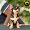 DogsIndia.com - Chihuahua - Rajan