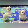 DogsIndia.com - Dr. Sebastin - Rebreu's Chihuahuas